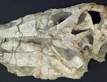 Fóssil de dinossauro retirado ilegalmente do Brasil será devolvido ao país - Imagem