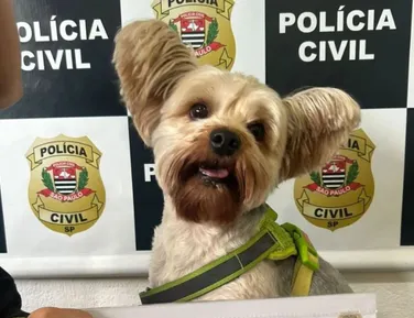 Homem é preso após tentar furtar cachorro de ex-mulher - Imagem