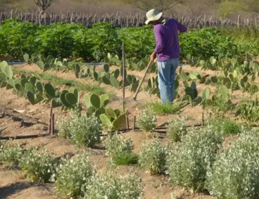 IR 2026 muda regras do campo; veja impacto para produtores rurais - Imagem