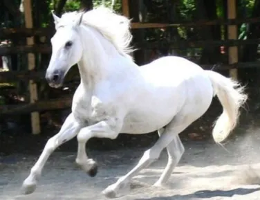 Medalhista olímpico é acusado de vender sêmen de cavalo milionário - Imagem