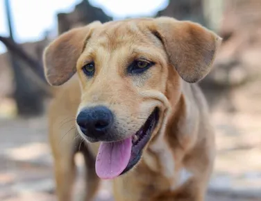 Não é brasileiro? Vira-lata caramelo é classificado como raça de outro país - Imagem