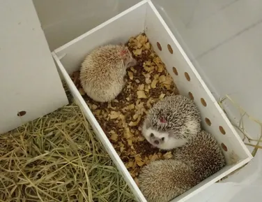 Ouriços africanos resgatados pela PRF recebem dieta especial em Conquista - Imagem