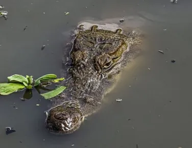 Restos mortais de empresário desaparecido é encontrado dentro de crocodilo - Imagem