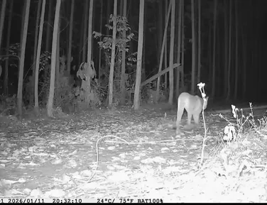 VÍDEO: Onças-pardas são filmadas pela 1ª vez no Litoral Norte da Bahia - Imagem