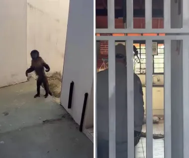 “Achando divertido”: Macaco foge, invade casas e causa mobilização - Imagem