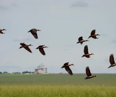 Animais em perigo - Imagem