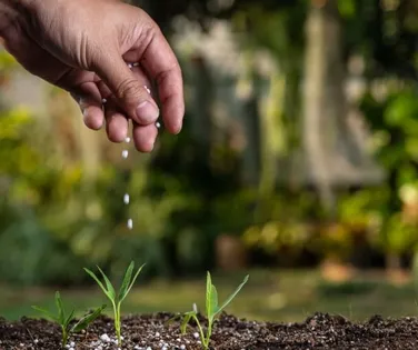 Bahia pode viver crise de fertilizantes - Imagem
