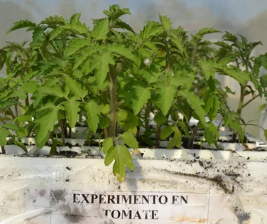 Bioinsumos, o caminho brasileiro para segurança tecnológica - Imagem