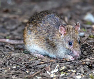 Brasileiro morre e se torna primeira vítima do hantavírus no país - Imagem