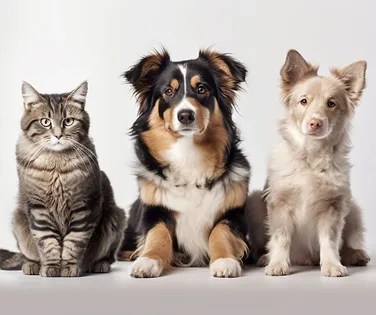 Casos de câncer em cães e gatos crescem 180%; saiba detalhes - Imagem