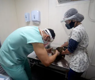 Castração gratuita de cães e gatos chega a Salvador; veja como agendar - Imagem
