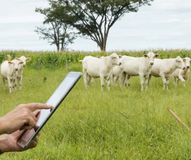 Celular vira balança: conheça os apps que estão revolucionando a pecuária baiana - Imagem