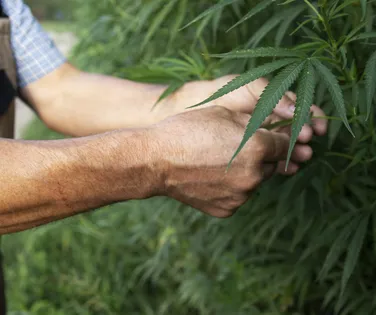 Conheça a planta comum que pode produzir substâncias psicodélicas - Imagem