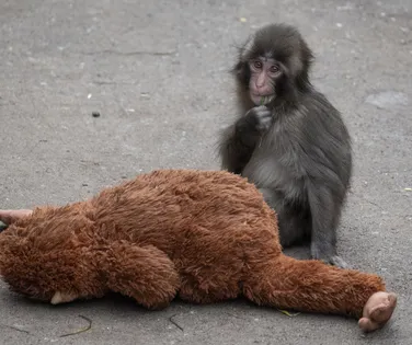 Conheça Punch: o macaco que virou sensação no Japão após ser rejeitado - Imagem