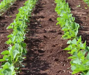Controle total! Alternativa natural promete eliminar daninhas no alvo - Imagem