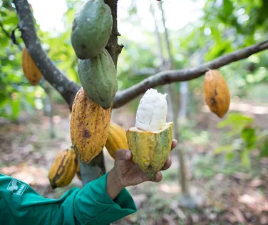 Do Cacau ao Chocolate Premium: Itabuna atrai indústrias e marcas de alto valor - Imagem