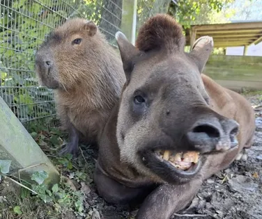 Eutanásia de capivara e anta em zoo causa comoção; entenda o motivo - Imagem