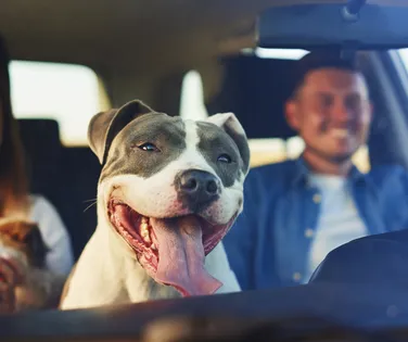 Feriado de Tiradentes: veja cuidados essenciais ao viajar com pets - Imagem