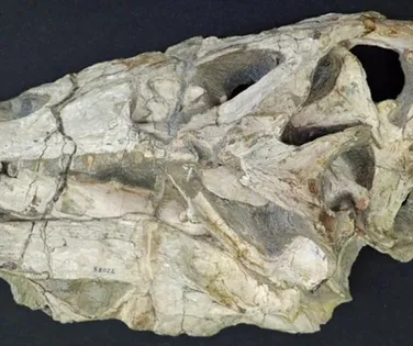 Fóssil de dinossauro retirado ilegalmente do Brasil será devolvido ao país - Imagem