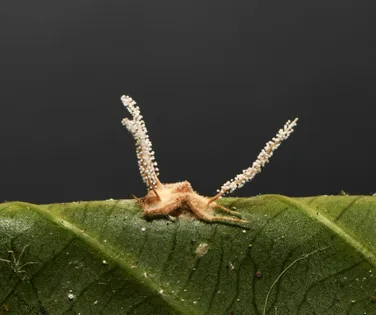 Fungo que transforma hospedeiros em "zumbis" é descoberto no Brasil - Imagem