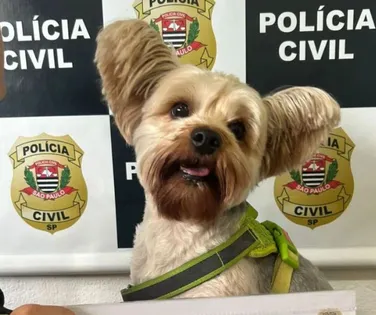 Homem é preso após tentar furtar cachorro de ex-mulher - Imagem