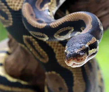 Homem morre após ser picado por cobra em show - Imagem