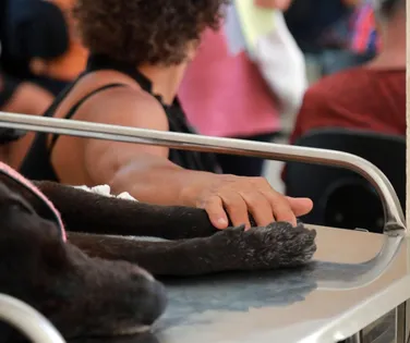 Hospital Veterinário público de Salvador é referência - Imagem