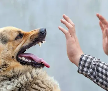 Influenciadora recebe conta de R$ 84 mil após mordida de cachorro - Imagem
