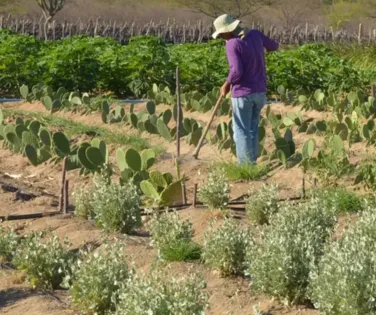IR 2026 muda regras do campo; veja impacto para produtores rurais - Imagem