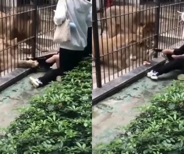 Leoa ultrapassa grades e ataca criança em zoológico; assista - Imagem