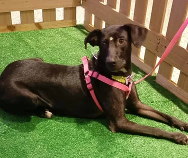 Mais de 20 animais esperam por você no "Adote no Parque" este sábado - Imagem