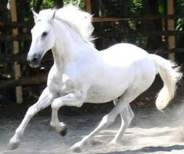 Medalhista olímpico é acusado de vender sêmen de cavalo milionário - Imagem