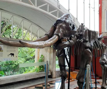 Museu ganha viagem no céus no Dia da Terra - Imagem