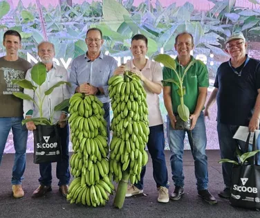 Nova espécie de banana pode revolucionar o campo no Brasil; conheça - Imagem