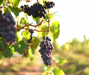 O 'terroir' do Mediterrâneo: Morro do Chapéu virou a nova capital do vinho - Imagem
