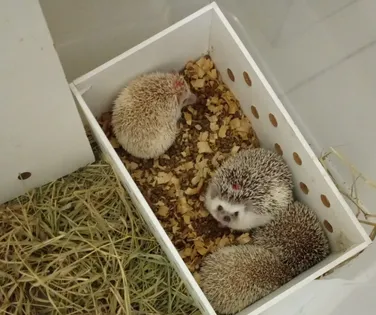 Ouriços africanos resgatados pela PRF recebem dieta especial em Conquista - Imagem