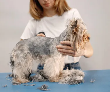 Pelo de pet caindo? Veja quando a troca é natural e quando é sinal de alerta - Imagem