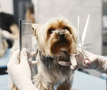 Pet shops podem ser obrigados a ter câmeras em locais de banho e tosa - Imagem