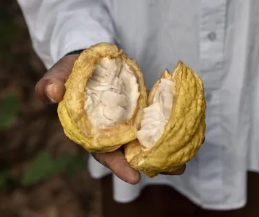 Produtores pressionam por aprovação do PL 1769 para garantir mais cacau no chocolate - Imagem