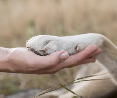 Saiba como deve funcionar enterro de pets junto aos tutores em Salvador - Imagem
