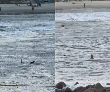 Tubarão ronda crianças em famosa praia brasileira; veja - Imagem