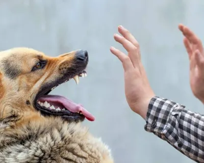 Influenciadora recebe conta de R$ 84 mil após mordida de cachorro