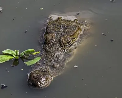 Restos mortais de empresário desaparecido é encontrado dentro de crocodilo