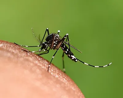 Seis cidades da Bahia estão em epidemia de dengue