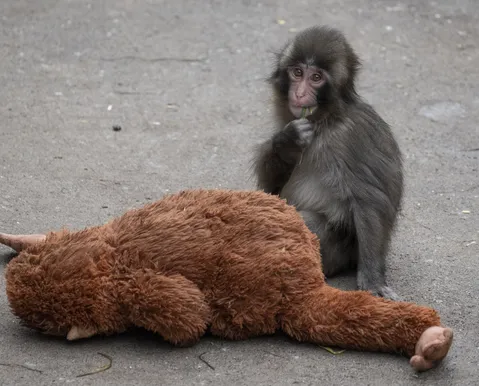 Conheça Punch: o macaco que virou sensação no Japão após ser rejeitado