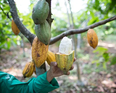 Do Cacau ao Chocolate Premium: Itabuna atrai indústrias e marcas de alto valor