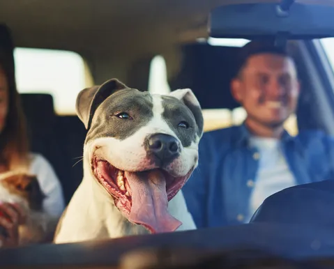 Feriado de Tiradentes: veja cuidados essenciais ao viajar com pets
