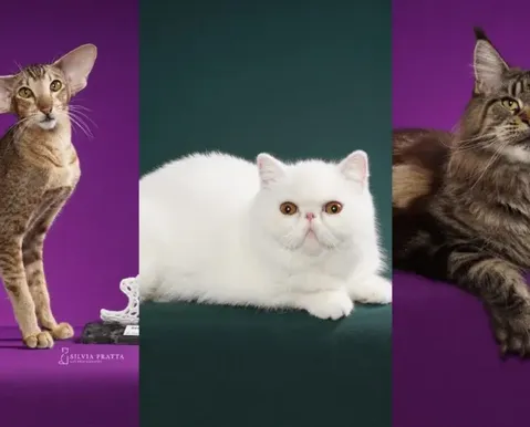 Gatos exóticos roubam a cena em competição de beleza; confira
