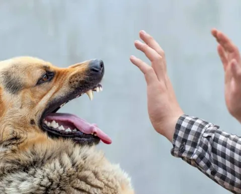 Influenciadora recebe conta de R$ 84 mil após mordida de cachorro