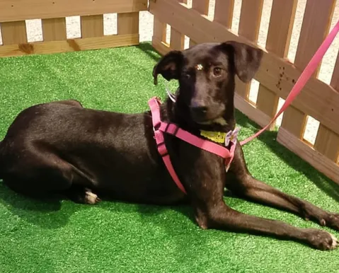 Mais de 20 animais esperam por você no "Adote no Parque" este sábado